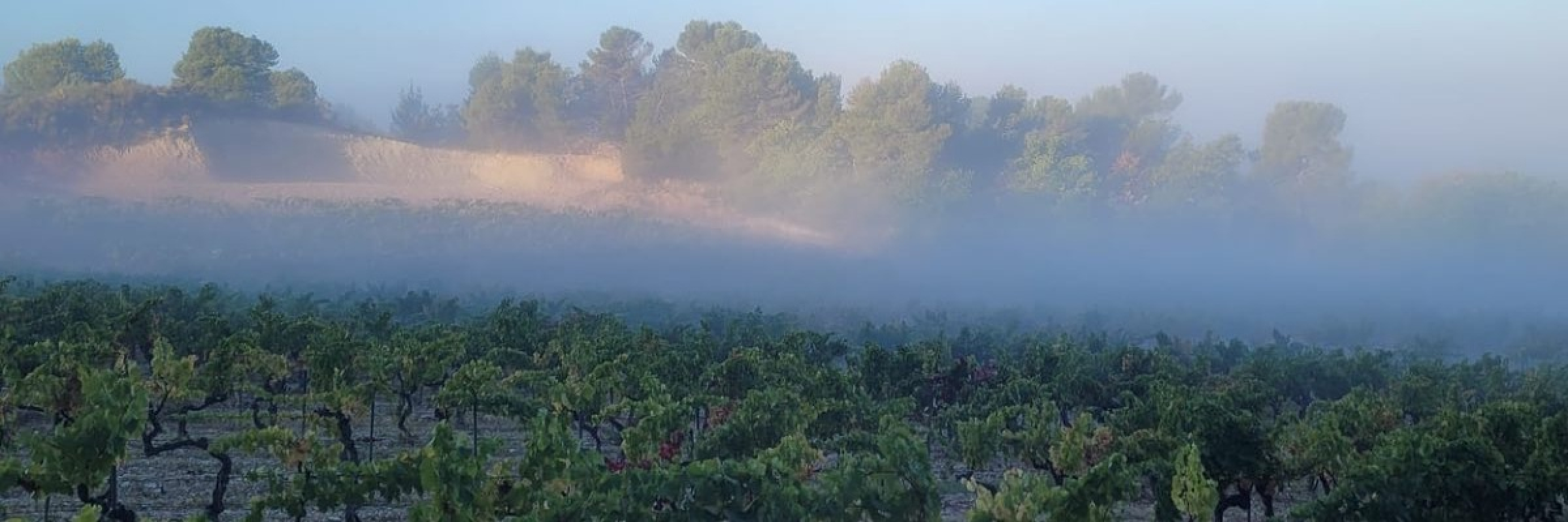 Image de Les vins qui allient caractère et fraîcheur