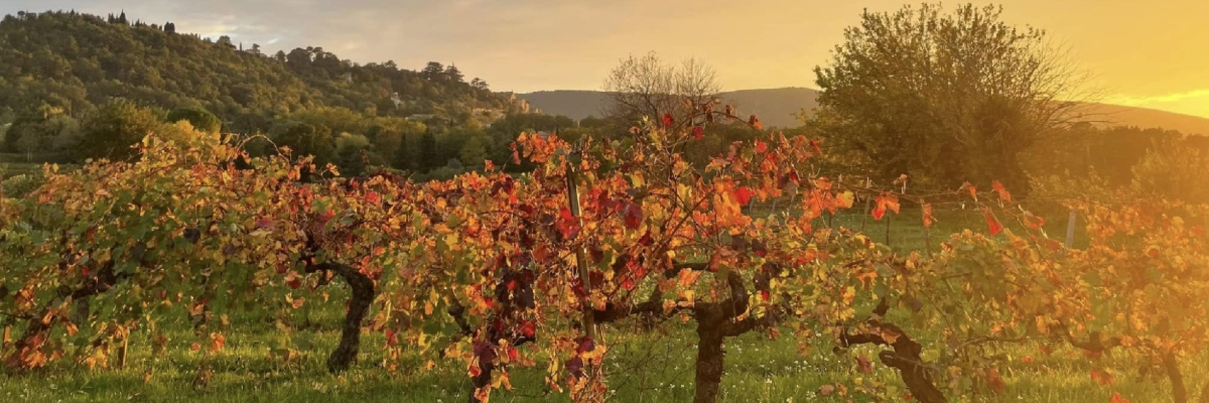 Image de Générations de vignerons